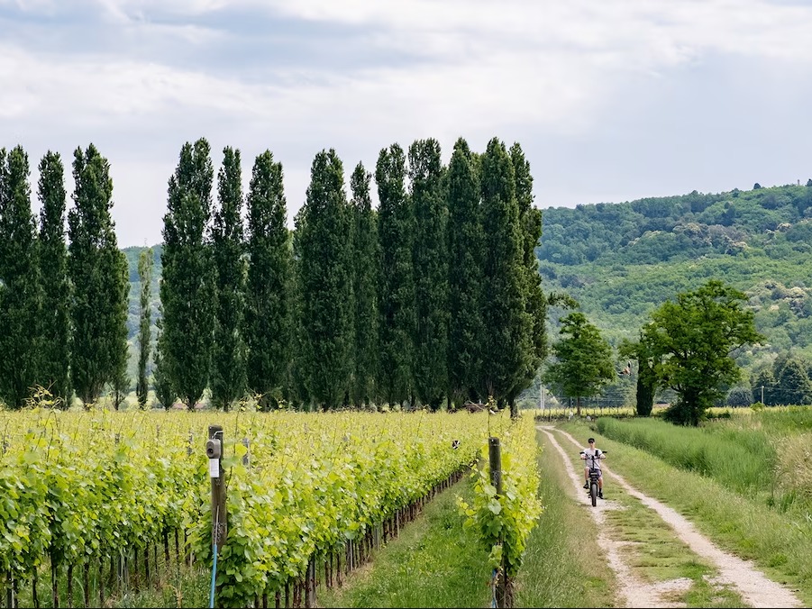 About DOWNTOWN EDGE AT THE RAIL OWNERS ASSOCIATION, INC.